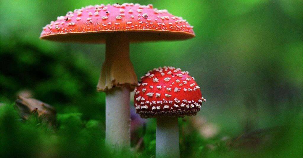 Mushroom Gummies
